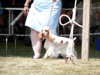 Brasswinds English Setters and English Cockers