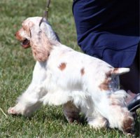 Brasswinds English Setters and English Cockers