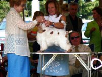 Brasswinds English Setters and English Cockers