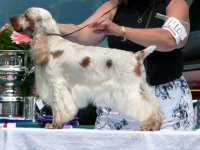Brasswinds English Setters and English Cockers