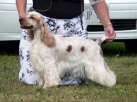 Brasswinds English Setters and English Cockers