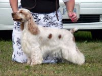 Brasswinds English Setters and English Cockers
