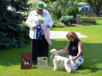 Brasswinds English Setters and English Cockers