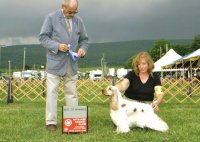Brasswinds English Setters and English Cockers