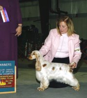 Brasswinds English Setters and English Cockers