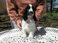 Brasswinds English Setters and English Cockers