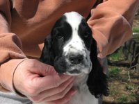 Brasswinds English Setters and English Cockers