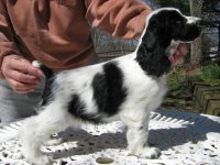 Brasswinds English Setters and English Cockers