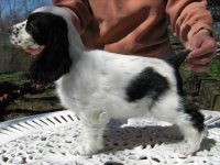 Brasswinds English Setters and English Cockers