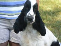 Brasswinds English Setters and English Cockers
