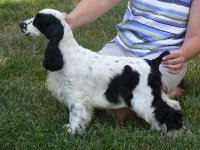 Brasswinds English Setters and English Cockers
