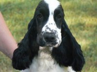Brasswinds English Setters and English Cockers