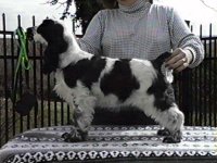 Brasswinds English Setters and English Cockers