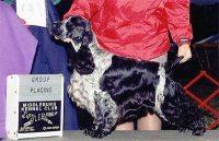 Brasswinds English Setters and English Cockers