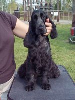 Brasswinds English Setters and English Cockers