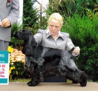 Brasswinds English Setters and English Cockers