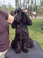 Brasswinds English Setters and English Cockers