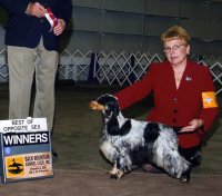 Brasswinds English Setters and English Cockers