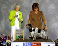 Brasswinds English Setters and English Cockers