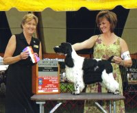 Brasswinds English Setters and English Cockers