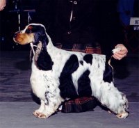 Brasswinds English Setters and English Cockers