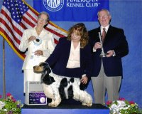 Brasswinds English Setters and English Cockers