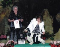 Brasswinds English Setters and English Cockers