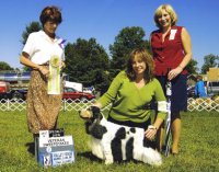Brasswinds English Setters and English Cockers
