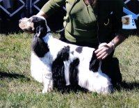 Brasswinds English Setters and English Cockers