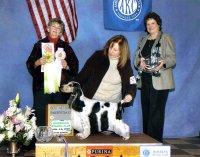 Brasswinds English Setters and English Cockers