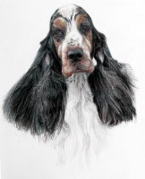 Brasswinds English Setters and English Cockers