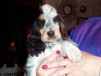 Brasswinds English Setters and English Cockers