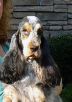 Brasswinds English Setters and English Cockers