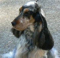 Brasswinds English Setters and English Cockers