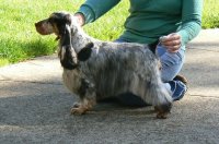Brasswinds English Setters and English Cockers