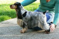 Brasswinds English Setters and English Cockers