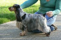 Brasswinds English Setters and English Cockers