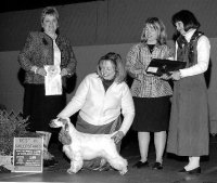 Brasswinds English Setters and English Cockers