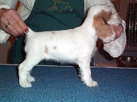 Brasswinds English Setters and English Cockers
