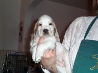 Brasswinds English Setters and English Cockers