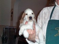 Brasswinds English Setters and English Cockers