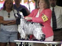 Brasswinds English Setters and English Cockers