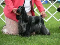 Brasswinds English Setters and English Cockers