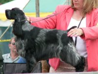 Brasswinds English Setters and English Cockers