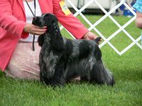 Brasswinds English Setters and English Cockers