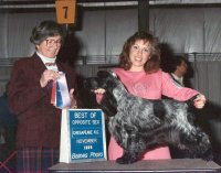 Brasswinds English Setters and English Cockers