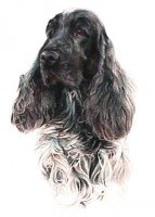 Brasswinds English Setters and English Cockers