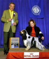 Brasswinds English Setters and English Cocker