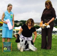 Brasswinds English Setters and English Cocker