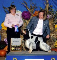 Brasswinds English Setters and English Cocker